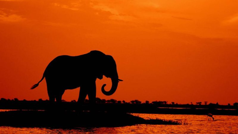 Safari photo au botswana : astuces pour réussir ses clichés