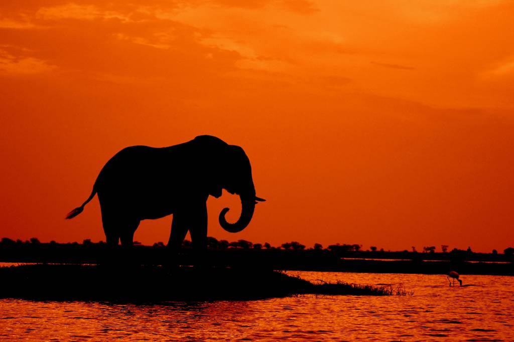 Safari photo au botswana : astuces pour réussir ses clichés